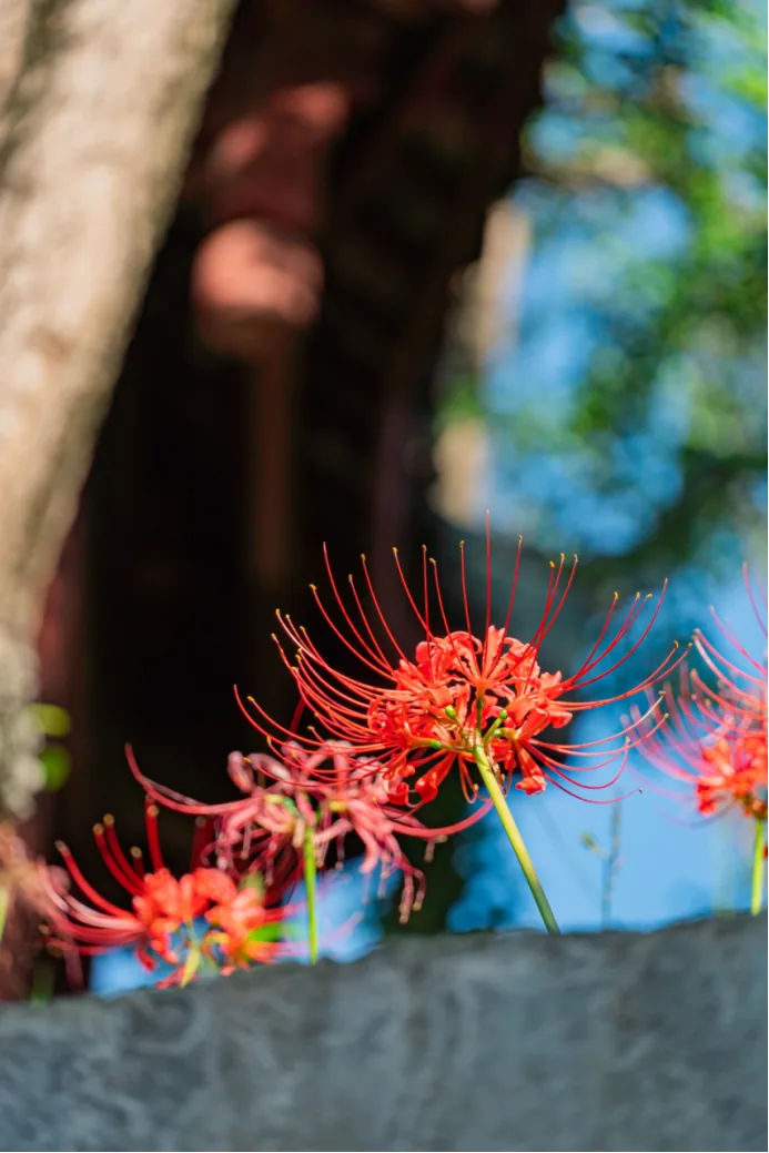 Close view of spider lilies on Zhiji Hill with park background