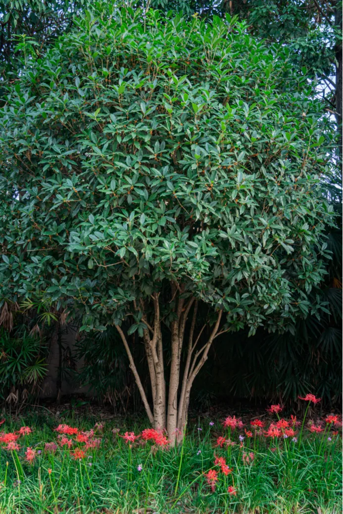 Yellow osmanthus flowers and red spider lilies together