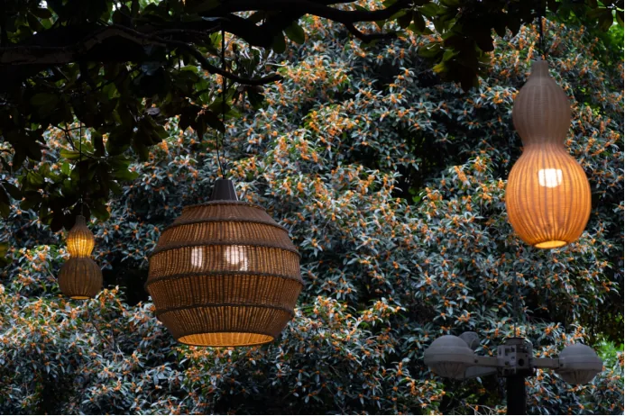 Osmanthus flowers blooming along a street in Qingyang