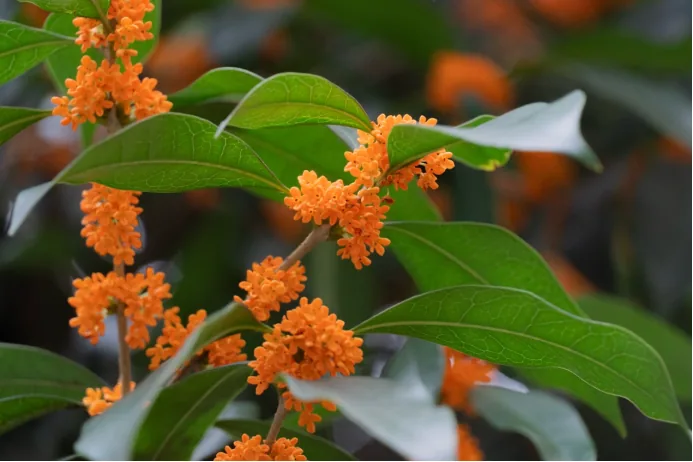 Osmanthus flowers falling onto a park bench