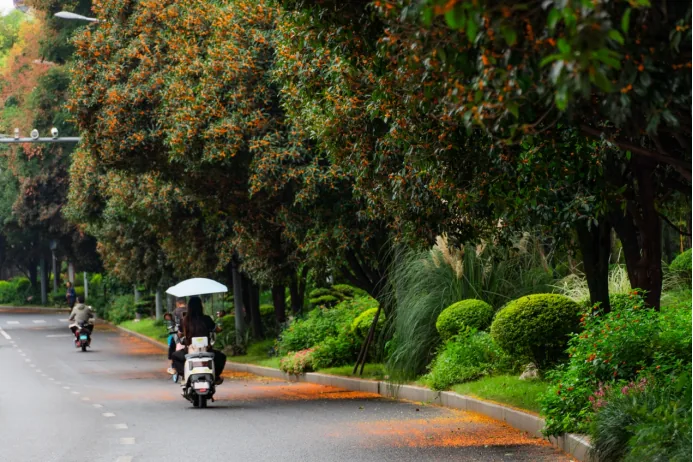Orange osmanthus flowers along Fanglin Road
