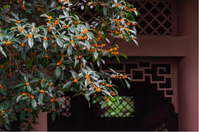 Osmanthus trees blending with ancient garden architecture