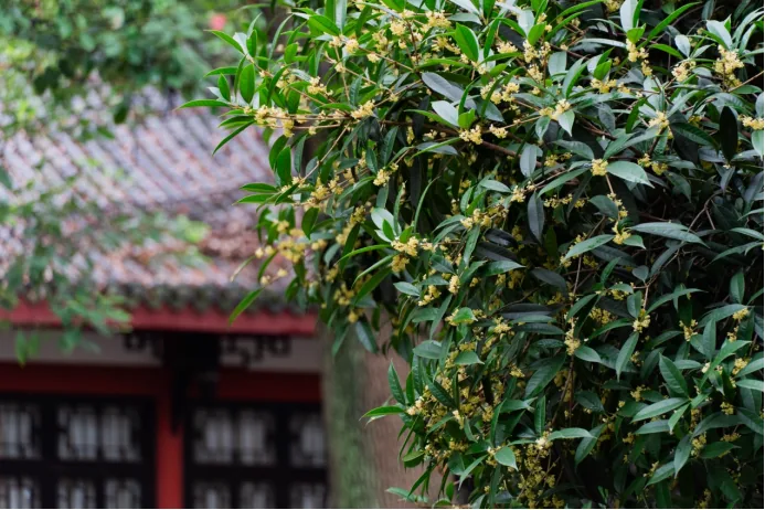 Bonsai and corridor in Baihuatan Park with osmanthus scent