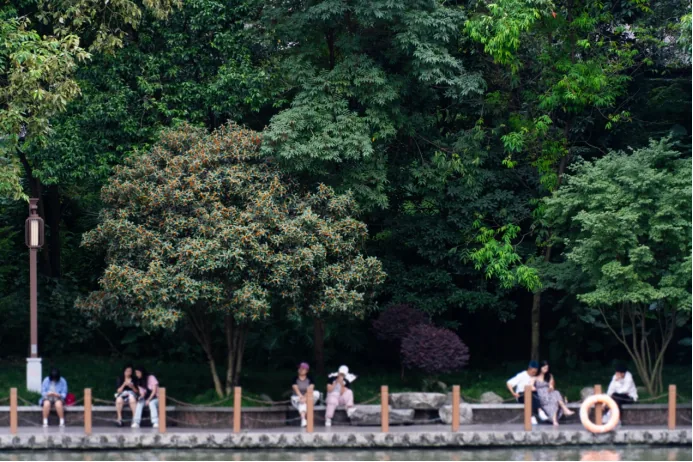 Osmanthus trees along a lake in People's Park