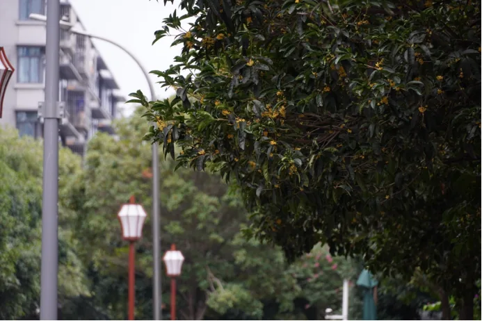 Guihua Lane lined with osmanthus trees in autumn