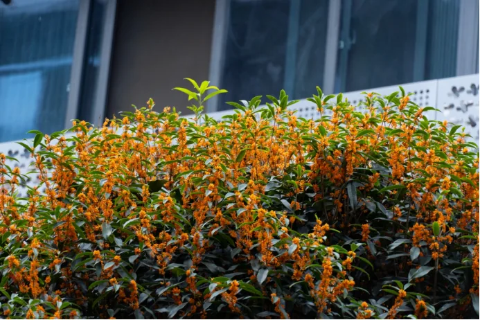 Osmanthus petals carpeting the ground of Guihua Lane