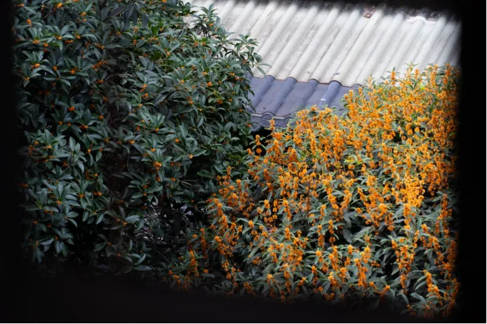 Quiet residential lane with osmanthus trees overhead