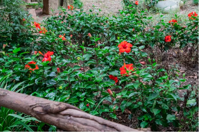 Autumn flowers in Du Fu's Thatched Cottage garden