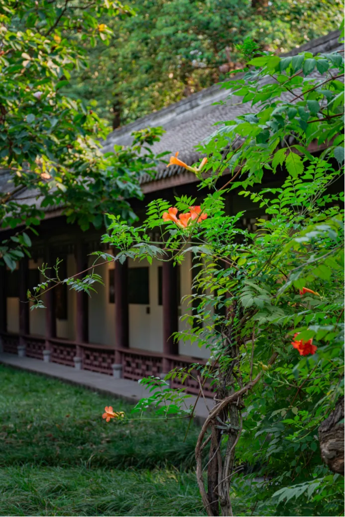 Orange trumpet creeper climbing an old wall at Thatched Cottage