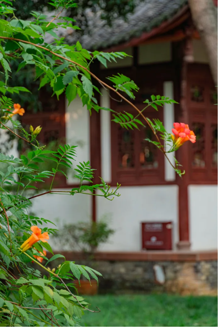 Trumpet creeper flowers near a poetry stele pavilion