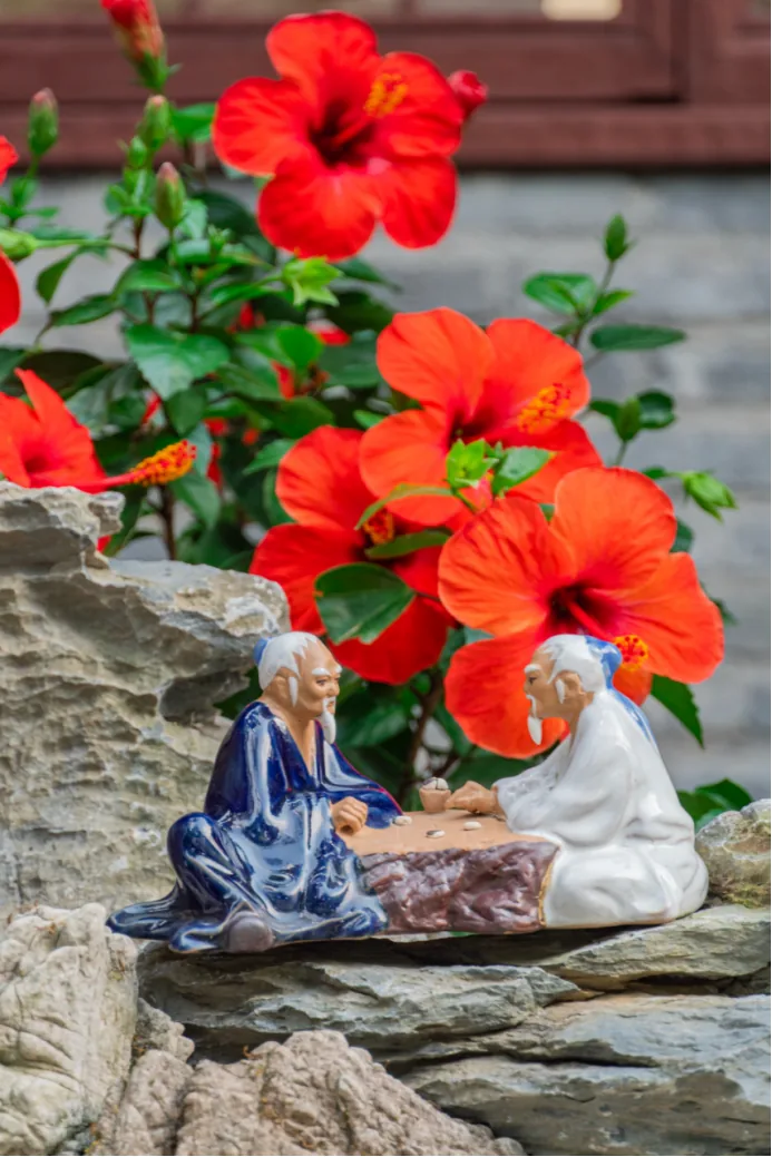 Hibiscus flowers blooming behind a rockery at Bonsai Garden