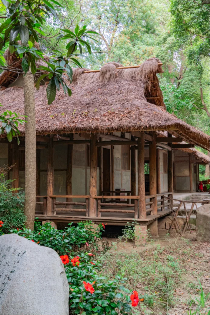 Hibiscus plants surrounding the Thatched Cottage