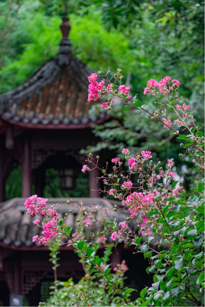 Crape myrtle flowers in the Bonsai Garden at Thatched Cottage