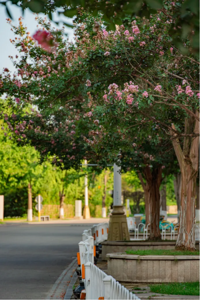 Crape myrtle tree with purple blooms in a park