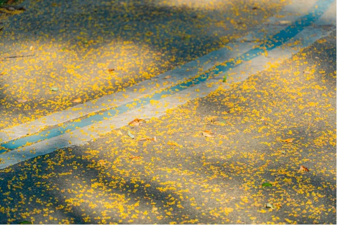 Small yellow flowers covering the ground under trees