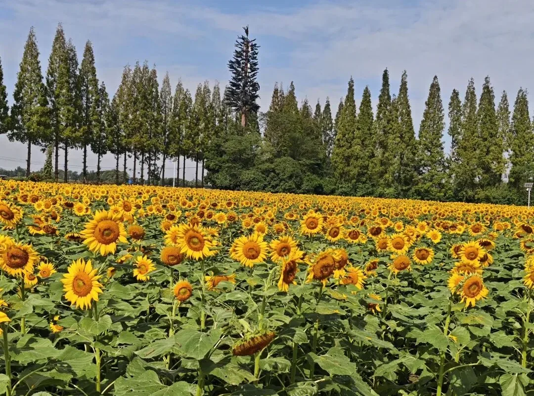 Tianfu Agro-Expo Park: Chengdu’s Golden October Flower Sea