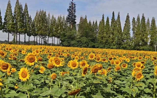 Tianfu Agro-Expo Park: Chengdu’s Golden October Flower Sea