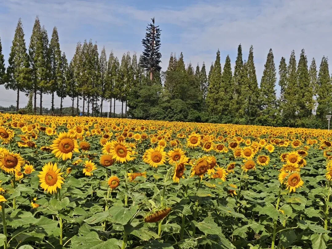 Sea of flowers at Tianfu Agro-Expo Park in Chengdu during Golden October