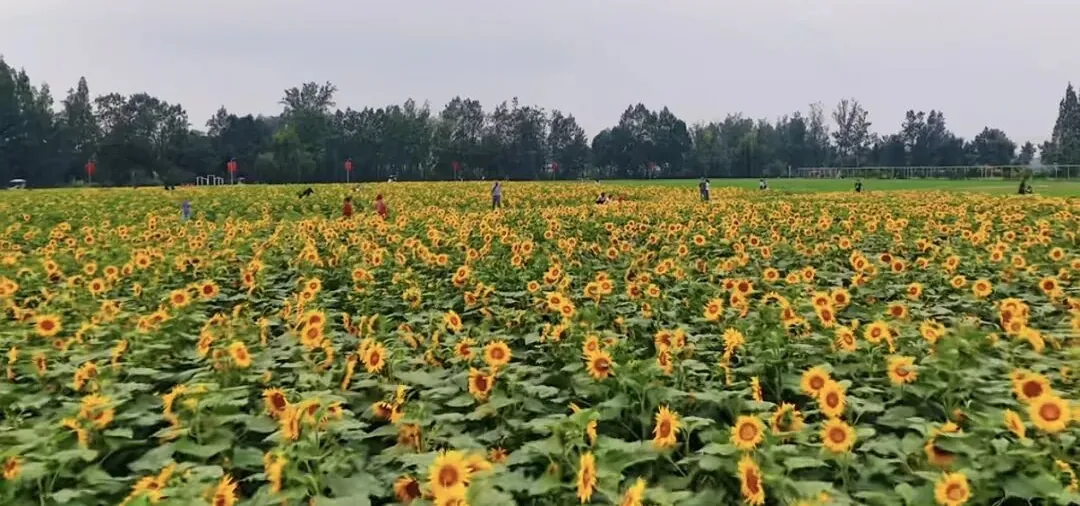 Colorful autumn flowers in full bloom at Chengdu's Tianfu Agro-Expo Park