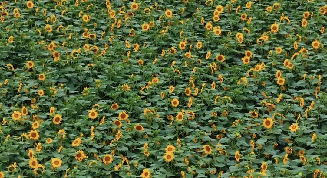 Scenic view of Tianfu Nongbo Island flower sea in Chengdu