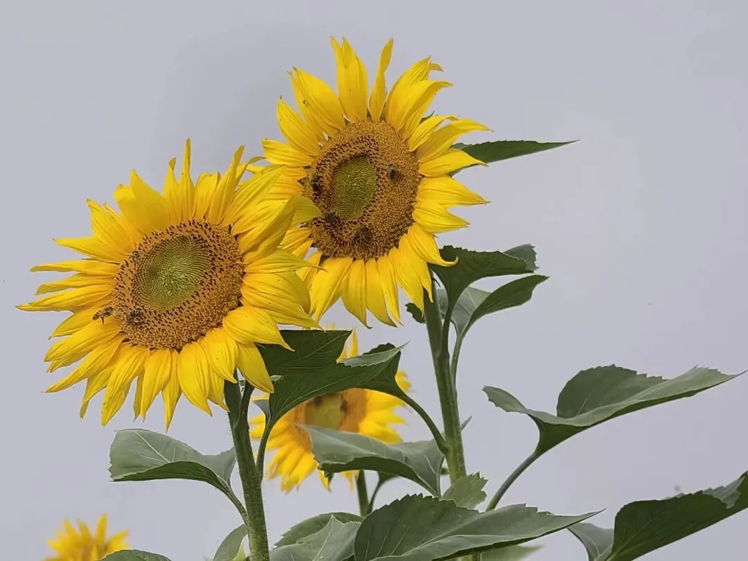 Blooming flowers at Chengdu Tianfu Agro-Expo Park in autumn