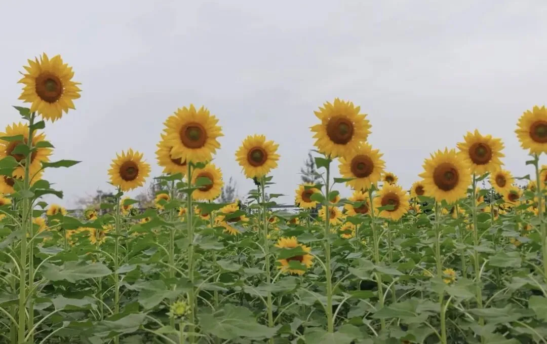 Tianfu Agro-Expo Park flower sea with visitors enjoying the view
