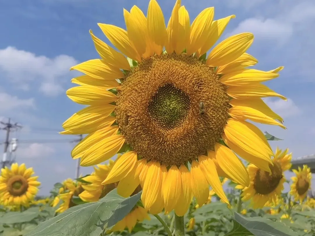 Chengdu Tianfu Agro-Expo Park's stunning flower fields in October