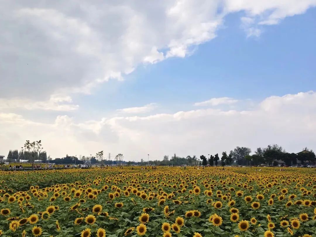 Golden October flower display at Tianfu Agro-Expo Park