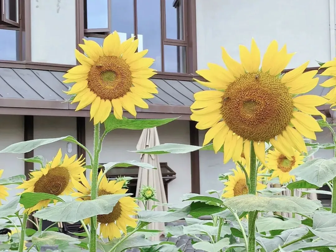 Tianfu Agro-Expo Park flower sea in Chengdu during autumn