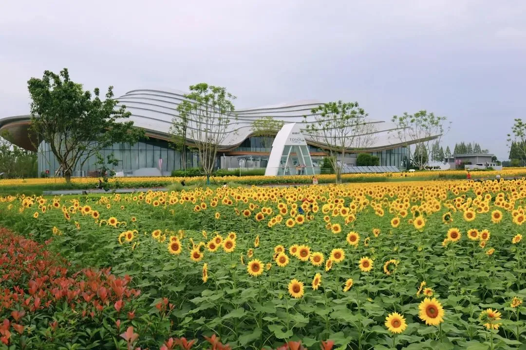 Blooming flower fields at Tianfu Nongbo Island, Chengdu