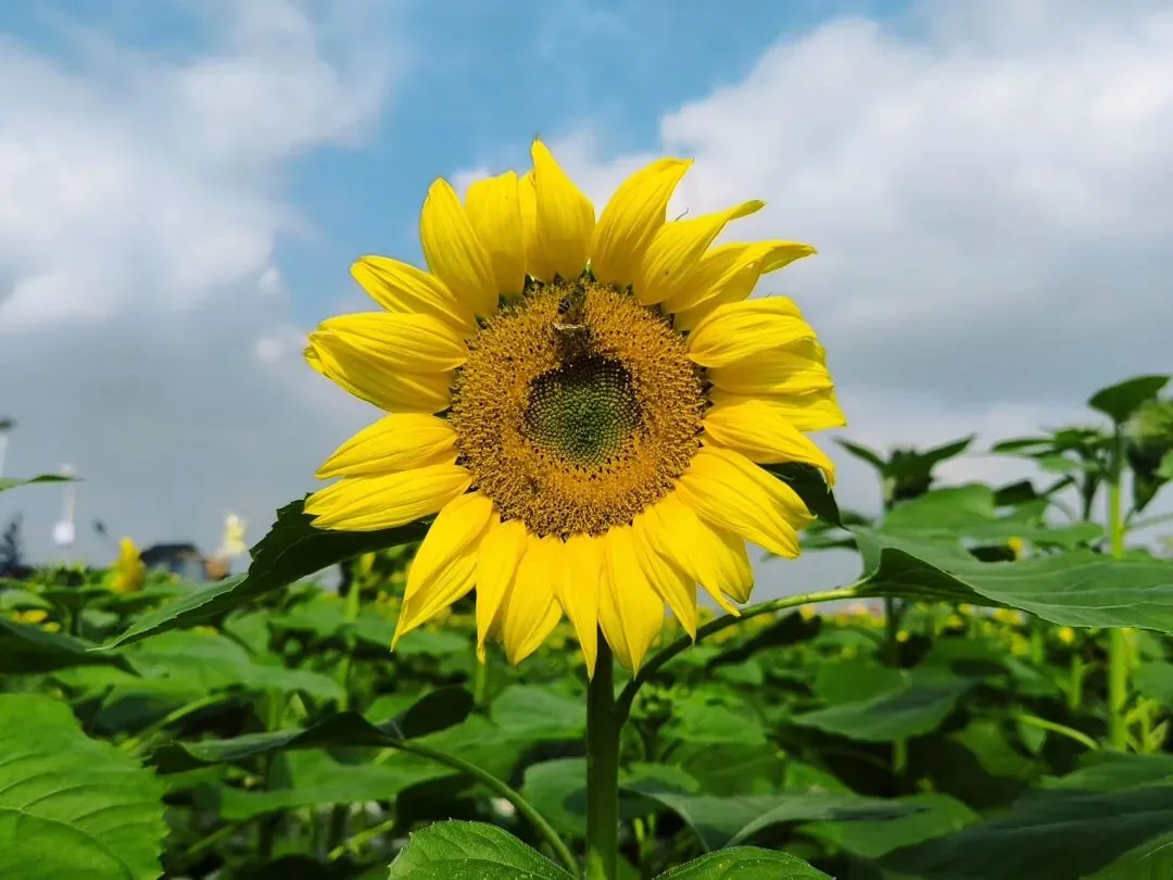 Scenic autumn flowers at Chengdu's Tianfu Agro-Expo Park