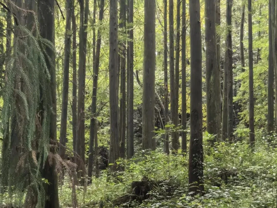 Silent mountain forest near Dujiangyan in October, with Tian'guo Temple above the clouds