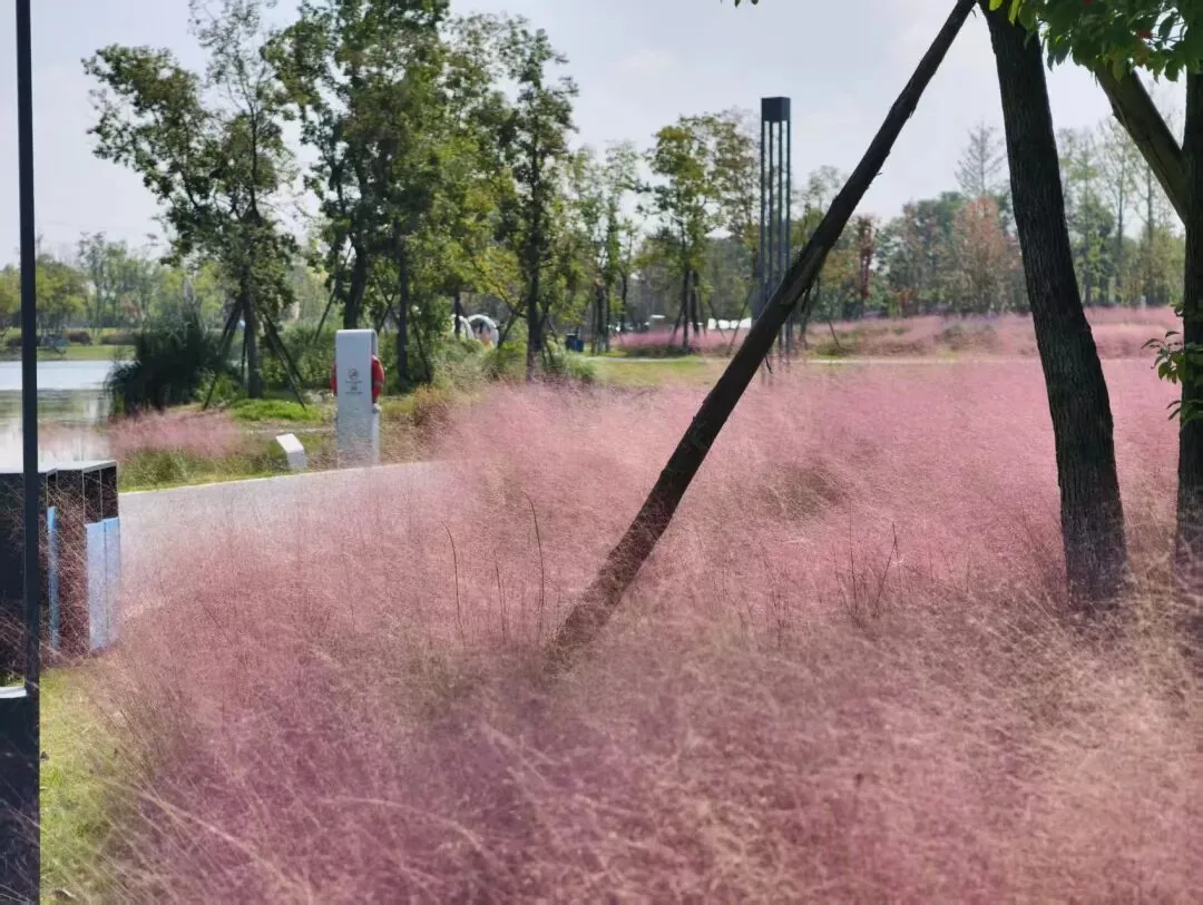 Pink muhly grass in full bloom along a path near Tianfu No. 7 Middle School