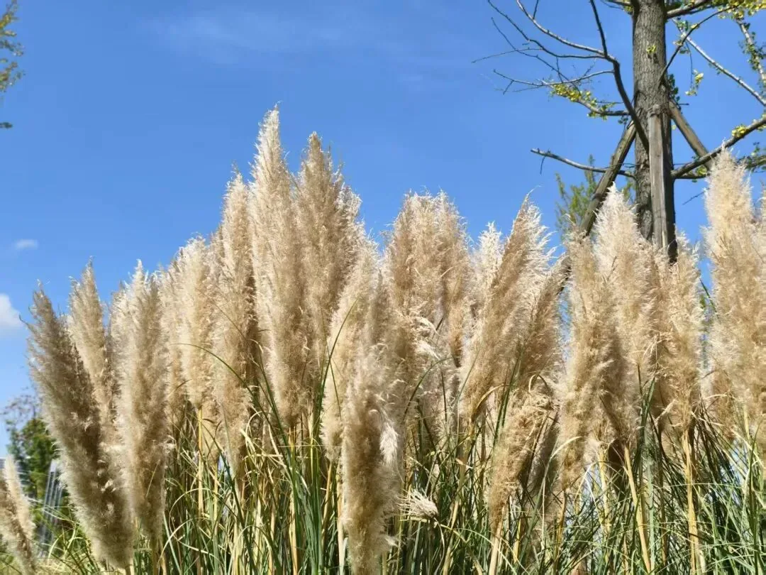 Tall silvery reeds along the lake shore at Tianfu Park
