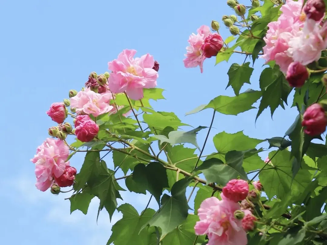 Pink and white hibiscus flowers, Chengdu's city flower, blooming in the park