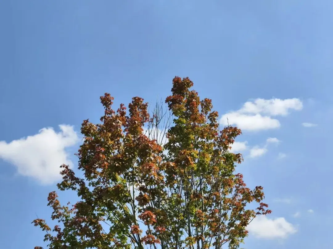 Panoramic view of Tianfu Park in October, vast, gentle, and refreshing