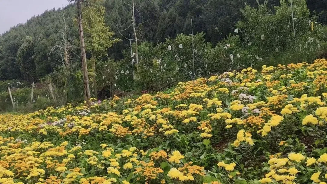 Terraced chrysanthemum fields with golden and pink flowers on Yuhuang Mountain