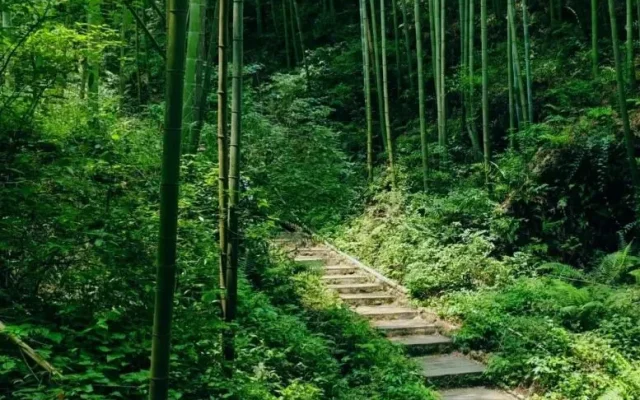 Yangping Xuanguan: Taoist Temple in a 7,000-Mu Bamboo Sea