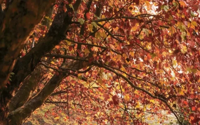 9 Free Autumn Hikes Near Chengdu: Fall Colors Guide