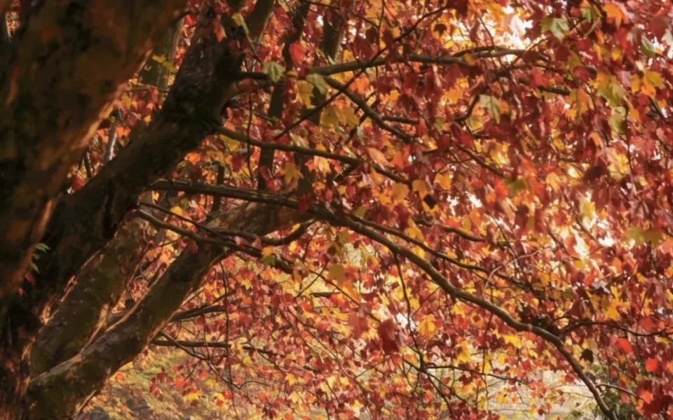 9 Free Autumn Hikes Near Chengdu: Fall Colors Guide