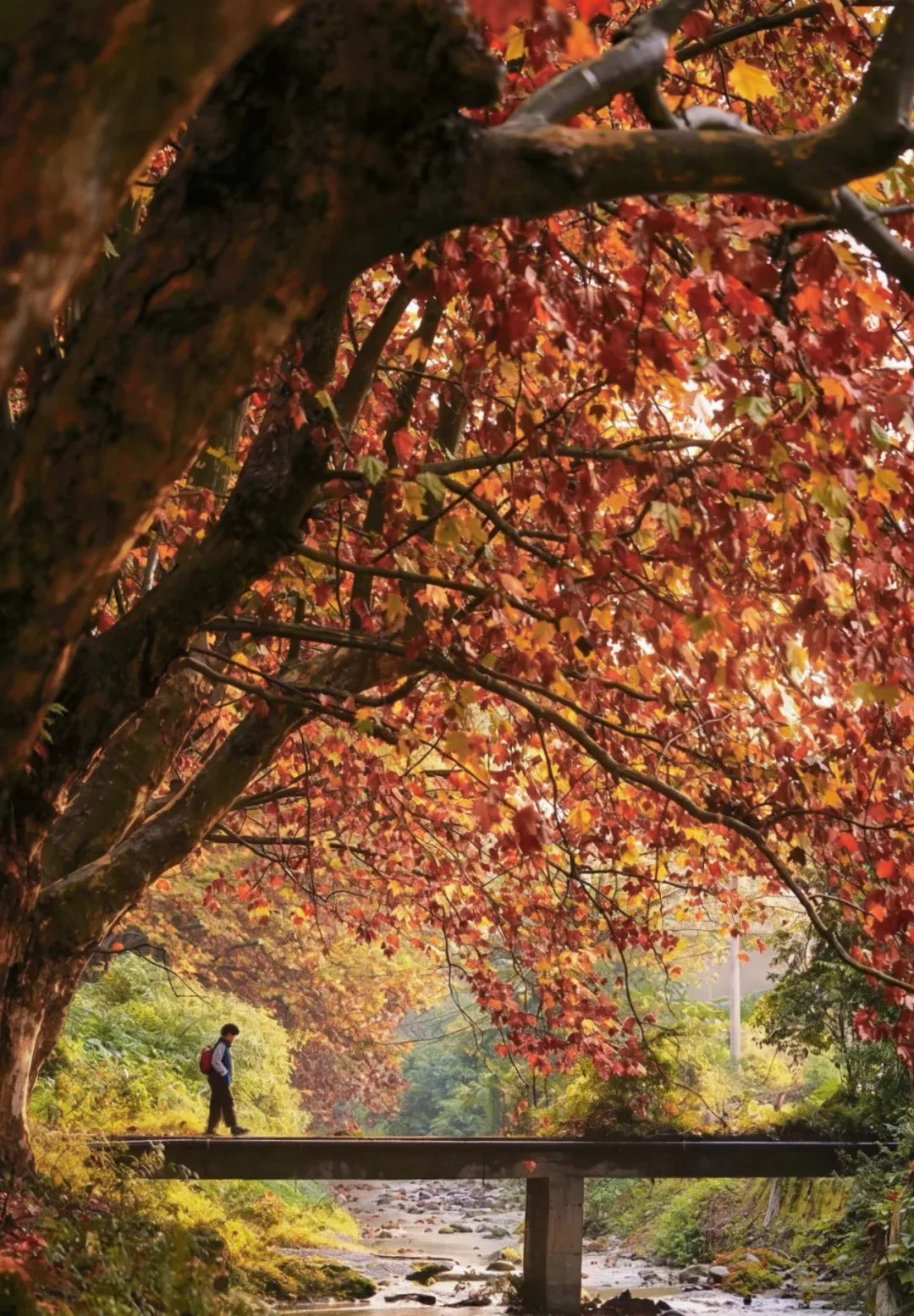 Hiker on a golden ridge trail near Chengdu in autumn