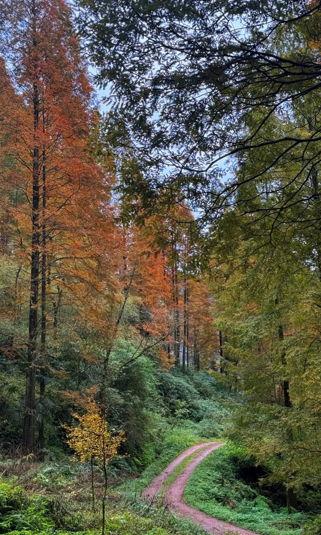 Sunlight filtering through redwood forest on Shangyuan Ancient Trail