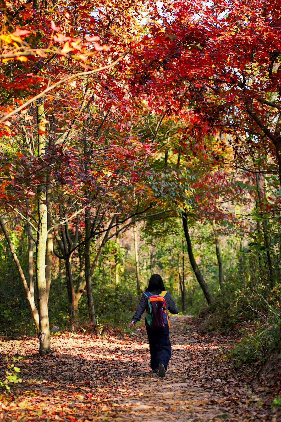 Dense red maple leaves along the Lianhuayan trail