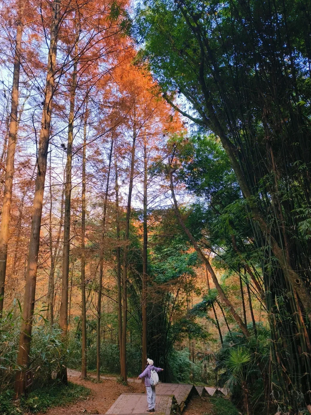 Ancient cypress trees in the courtyard of Guangyan Temple
