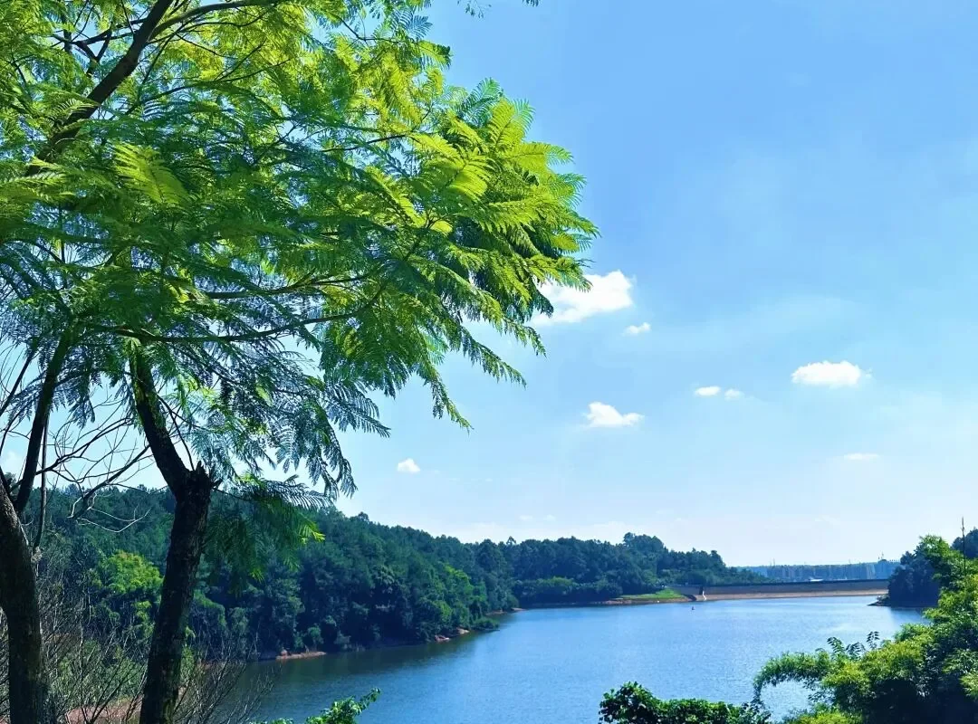 Yong’an Lake City Forest Park: Chengdu’s Urban Forest Escape