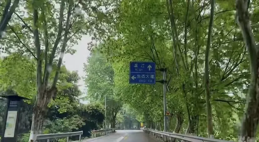 Wenyu Road plane tree avenue in autumn, Hesheng's scenic road