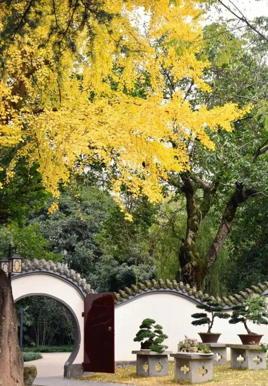 Stream and birdsong ambience in Baihuatan Park's lush scenery