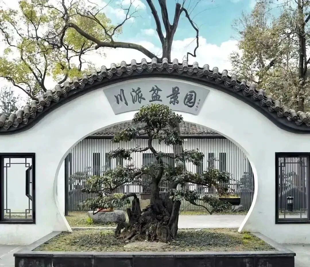 Ancient Tang Dynasty ginkgo tree standing in Baihuatan Park
